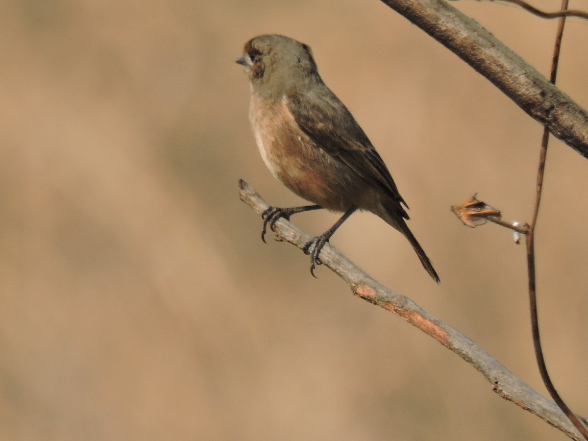 brunskvett - ML647746063