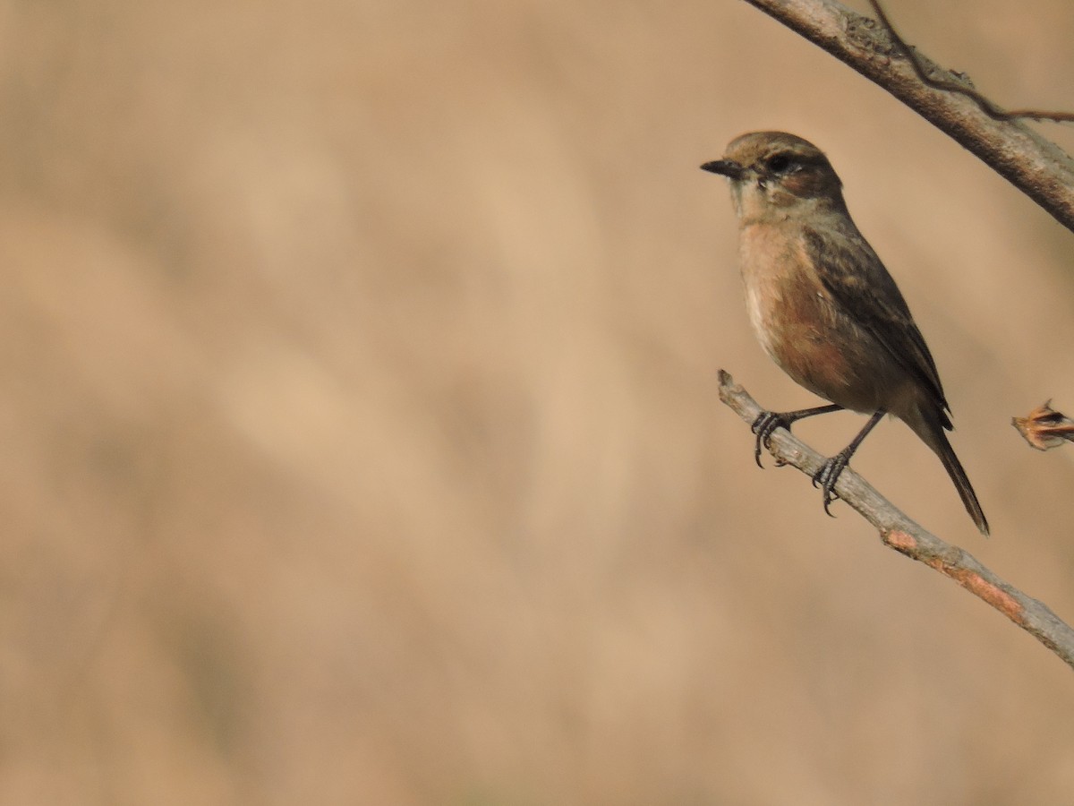 brunskvett - ML647746064