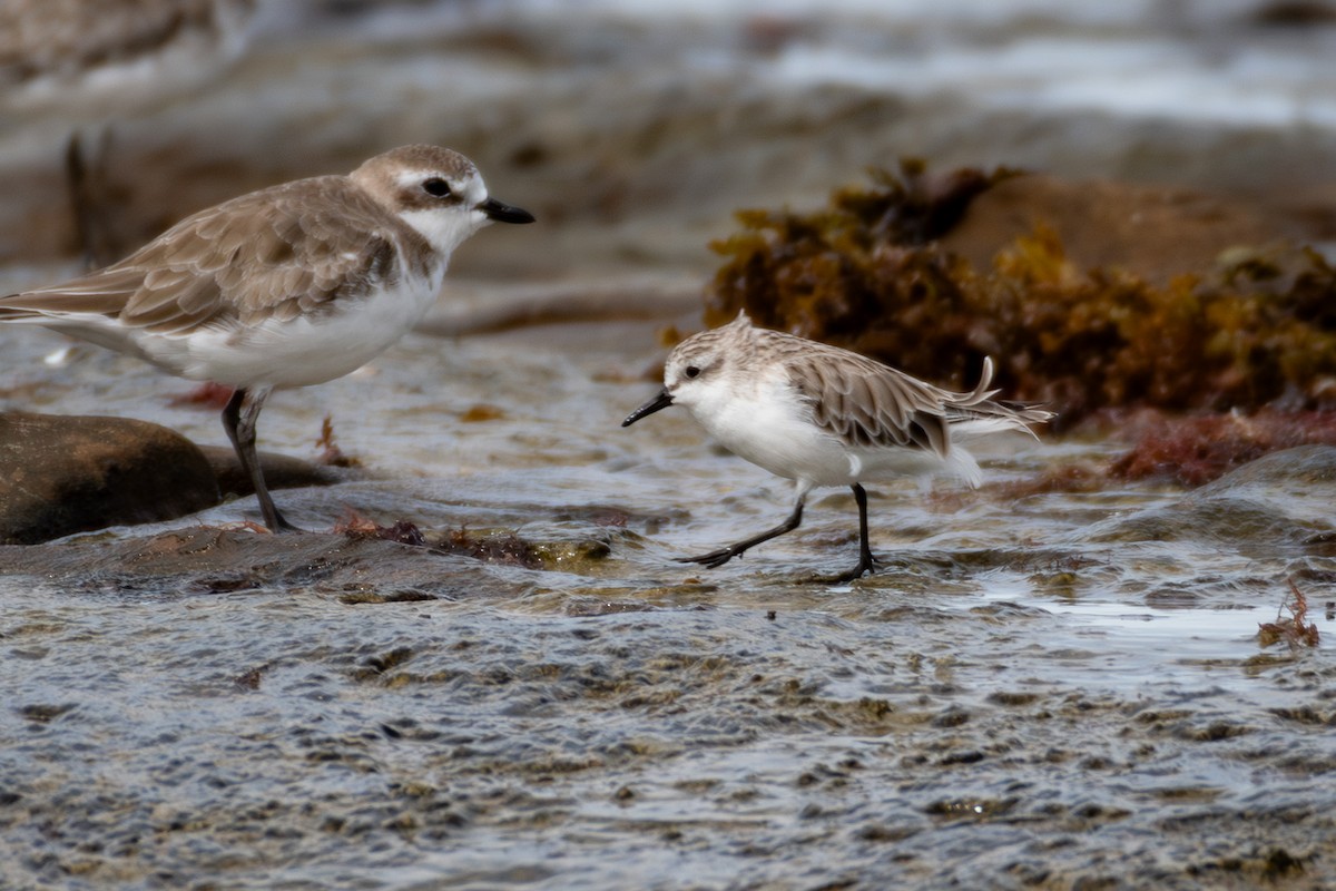 rødstrupesnipe - ML647746065