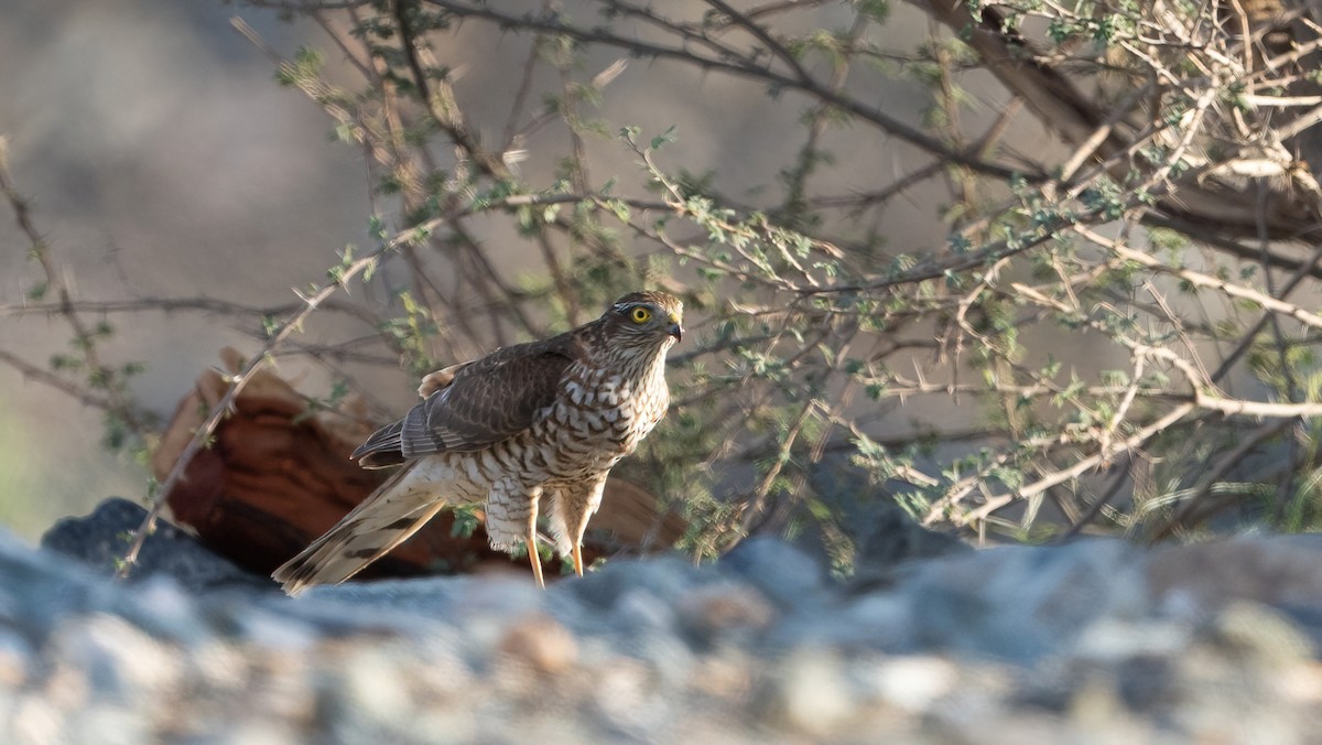 spurvehauk - ML647746066