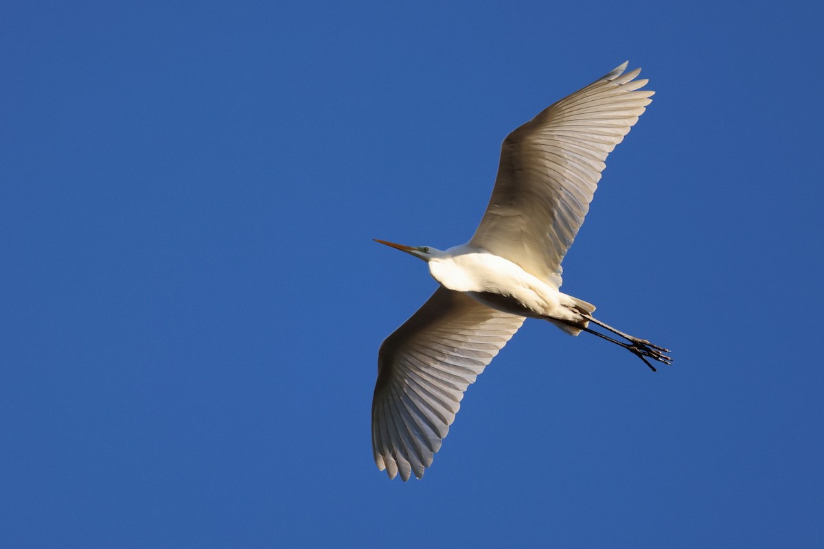 egretthegre - ML647746067