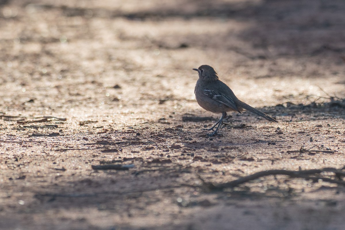 sørkrattskvett - ML647746068