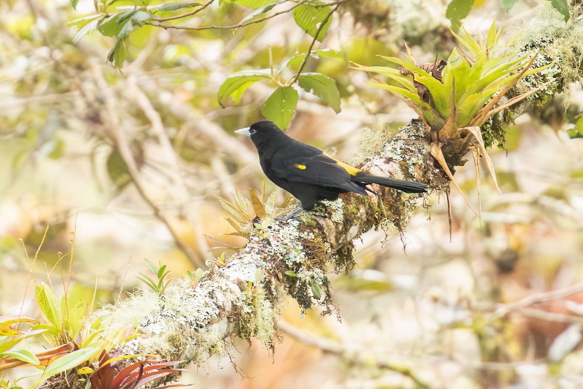 bergkasik - ML647746070