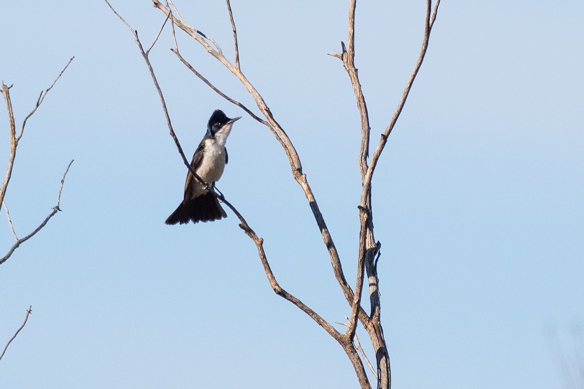 Restless Flycatcher - ML647746076