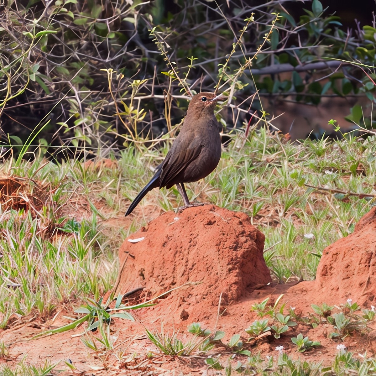 Indian Robin - ML647746078