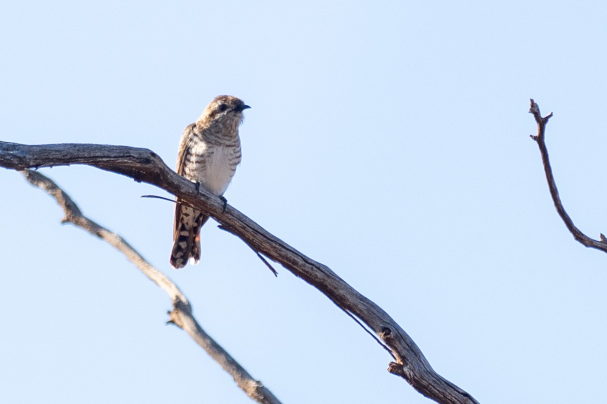 Horsfield's Bronze-Cuckoo - ML647746079