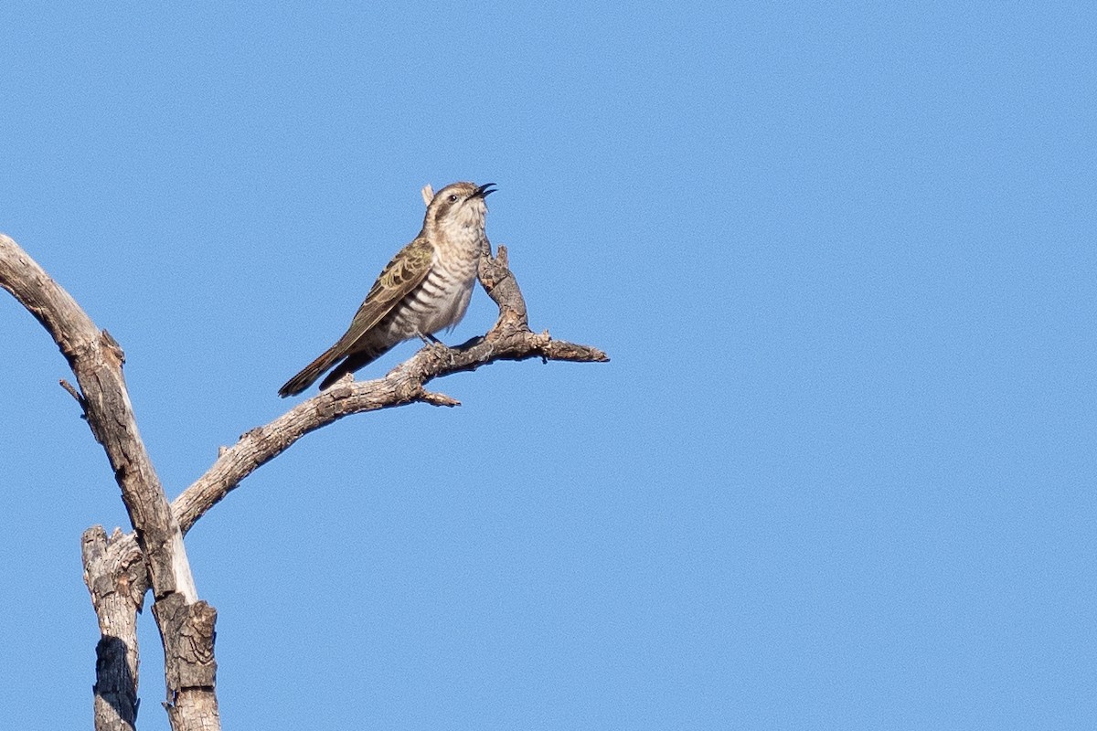 Horsfield's Bronze-Cuckoo - ML647746081
