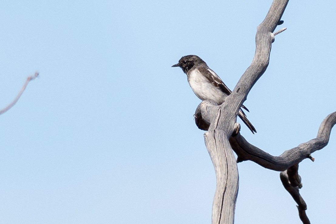 Hooded Robin - ML647746083
