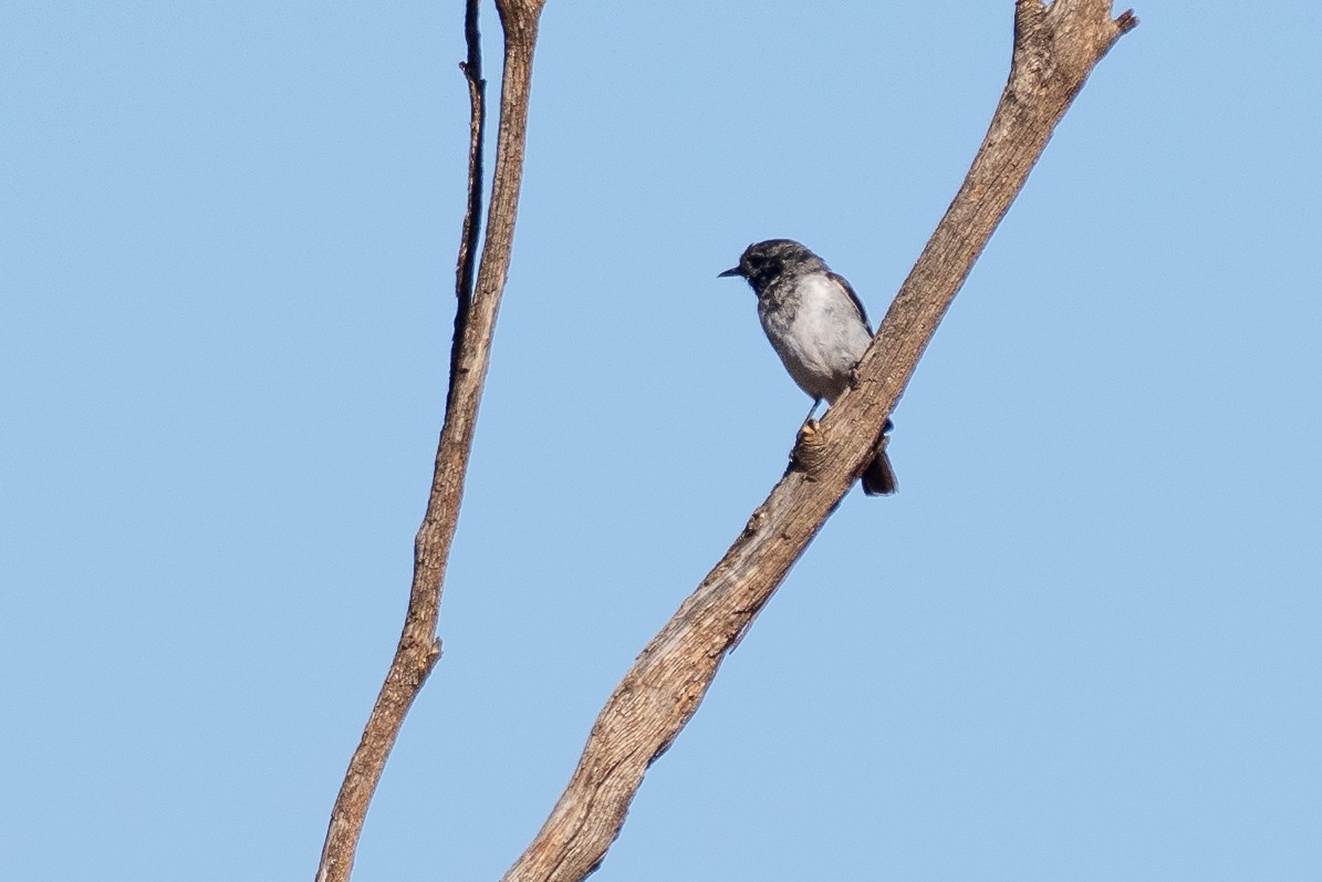 Hooded Robin - ML647746084