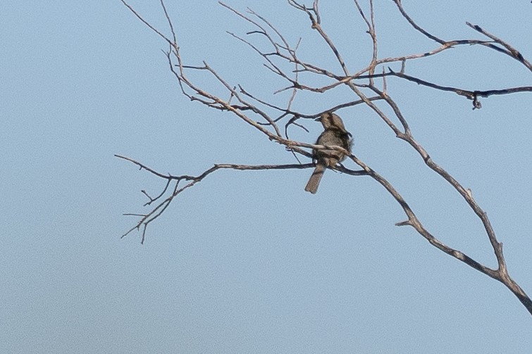 Gilbert's Whistler - ML647746085