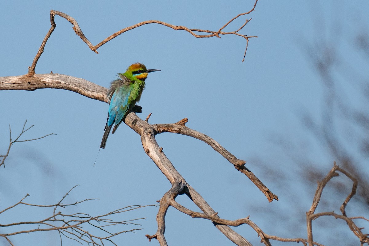 Rainbow Bee-eater - ML647746087