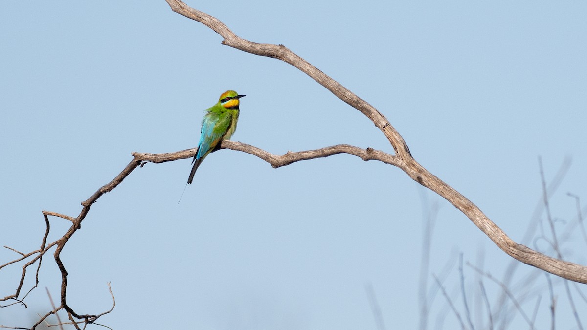 Rainbow Bee-eater - ML647746088