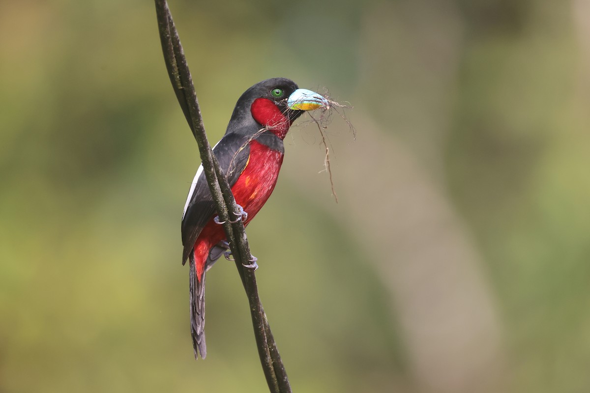 Black-and-red Broadbill - ML647746089