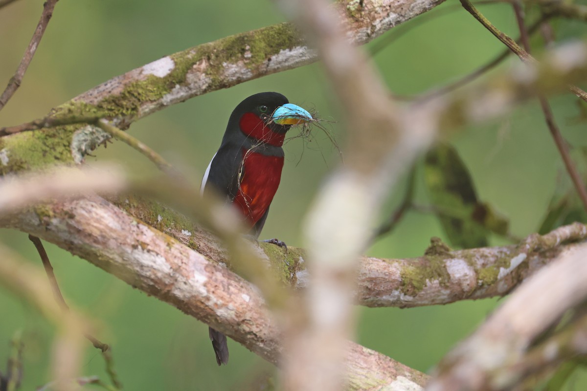 Black-and-red Broadbill - ML647746090