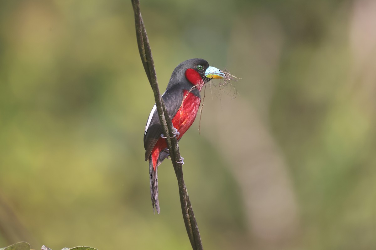 Black-and-red Broadbill - ML647746091