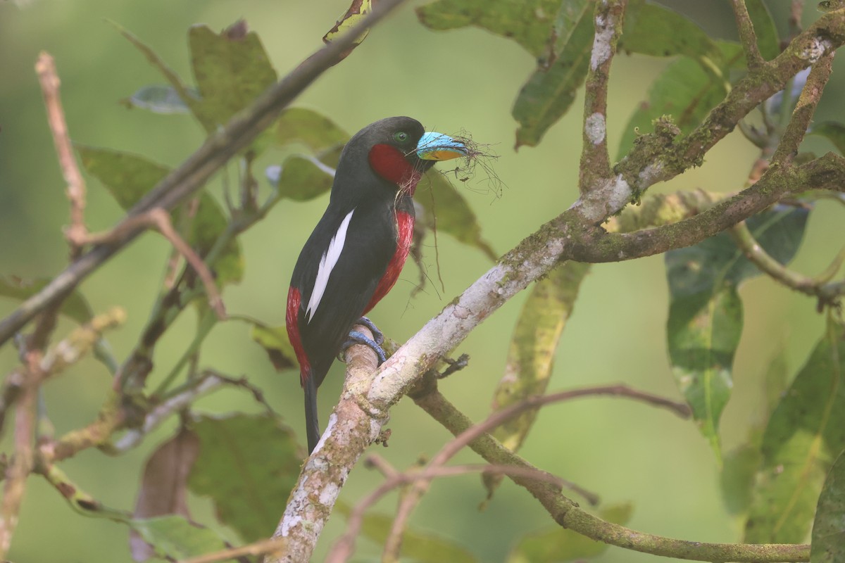 Black-and-red Broadbill - ML647746092