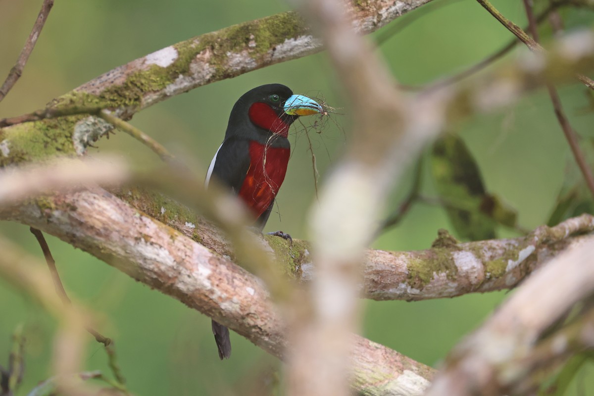 Black-and-red Broadbill - ML647746093
