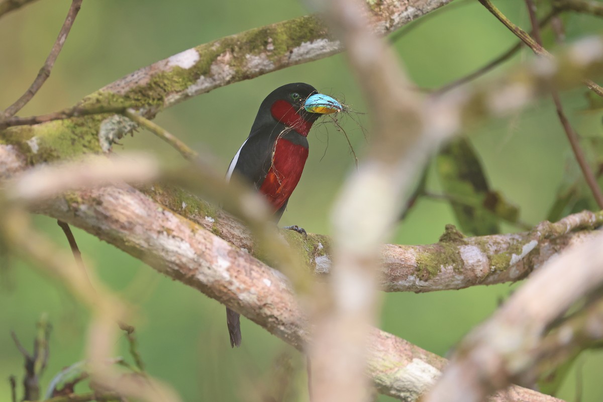 Black-and-red Broadbill - ML647746094