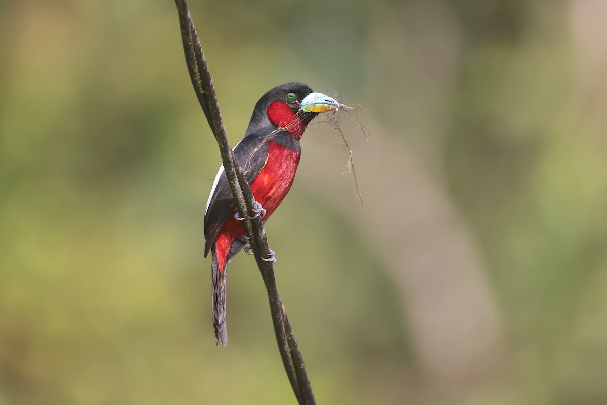 Black-and-red Broadbill - ML647746096