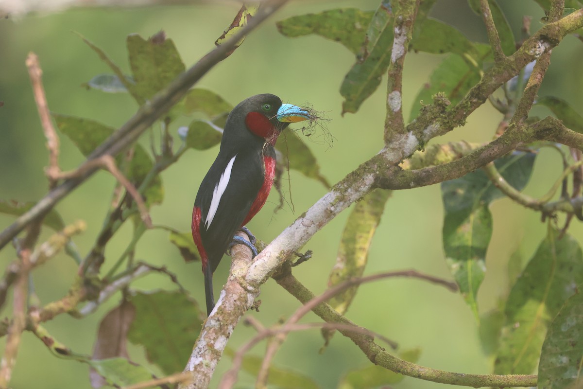 Black-and-red Broadbill - ML647746097