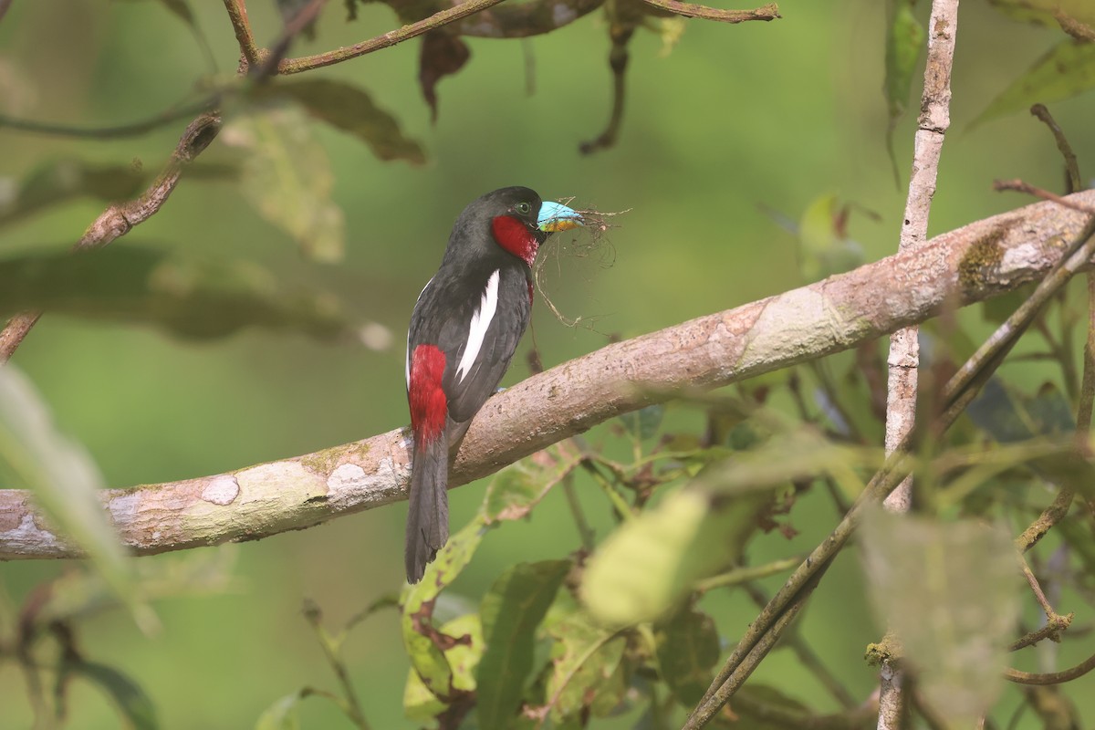 Black-and-red Broadbill - ML647746098