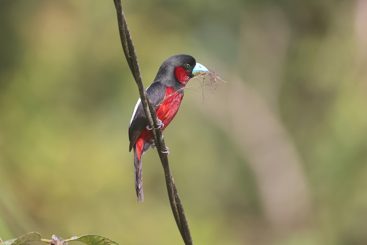 Black-and-red Broadbill - ML647746099