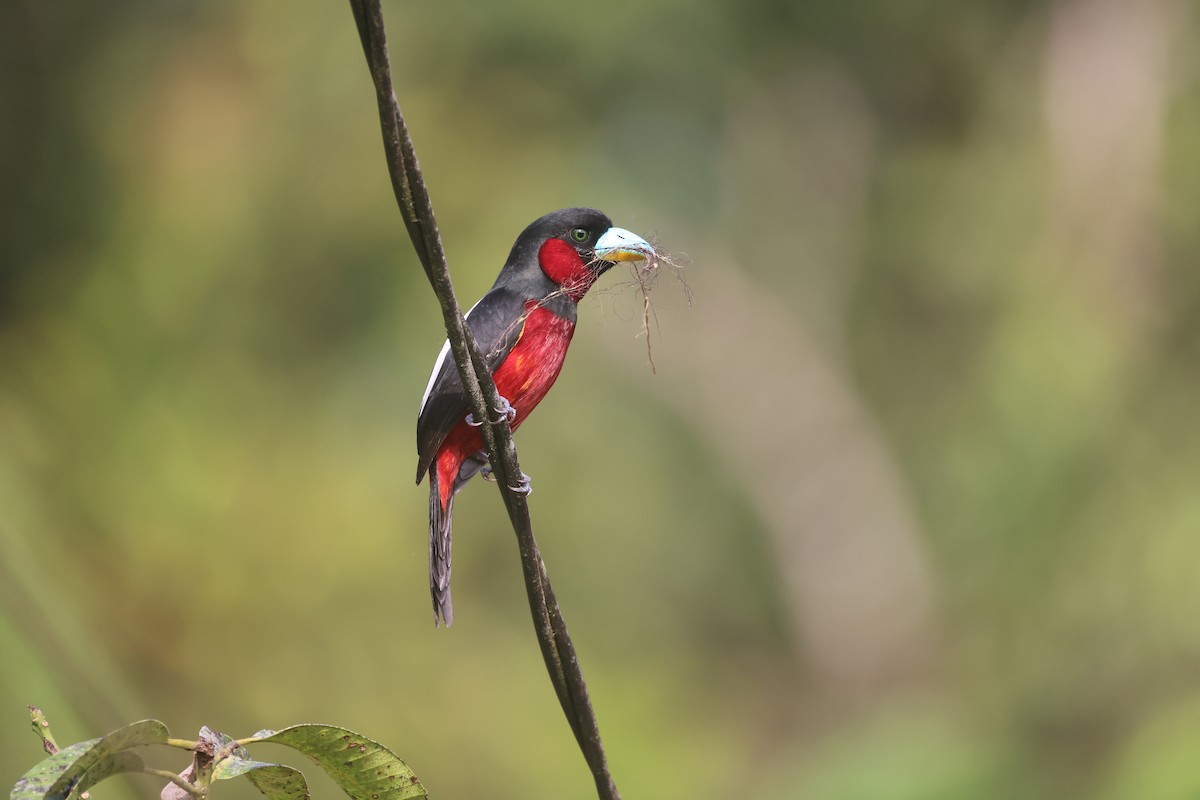 Black-and-red Broadbill - ML647746102