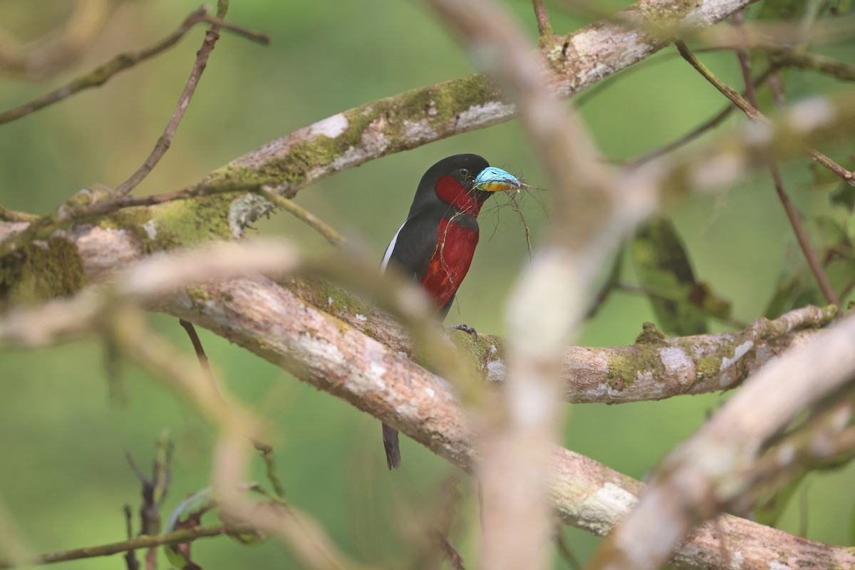 Black-and-red Broadbill - ML647746103
