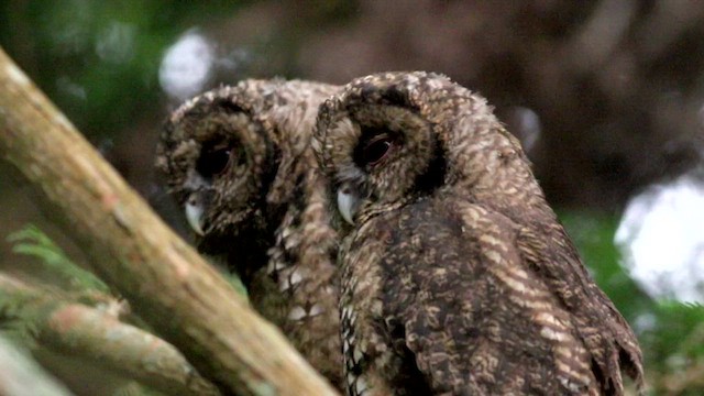 東方灰林鴞 - ML647746104