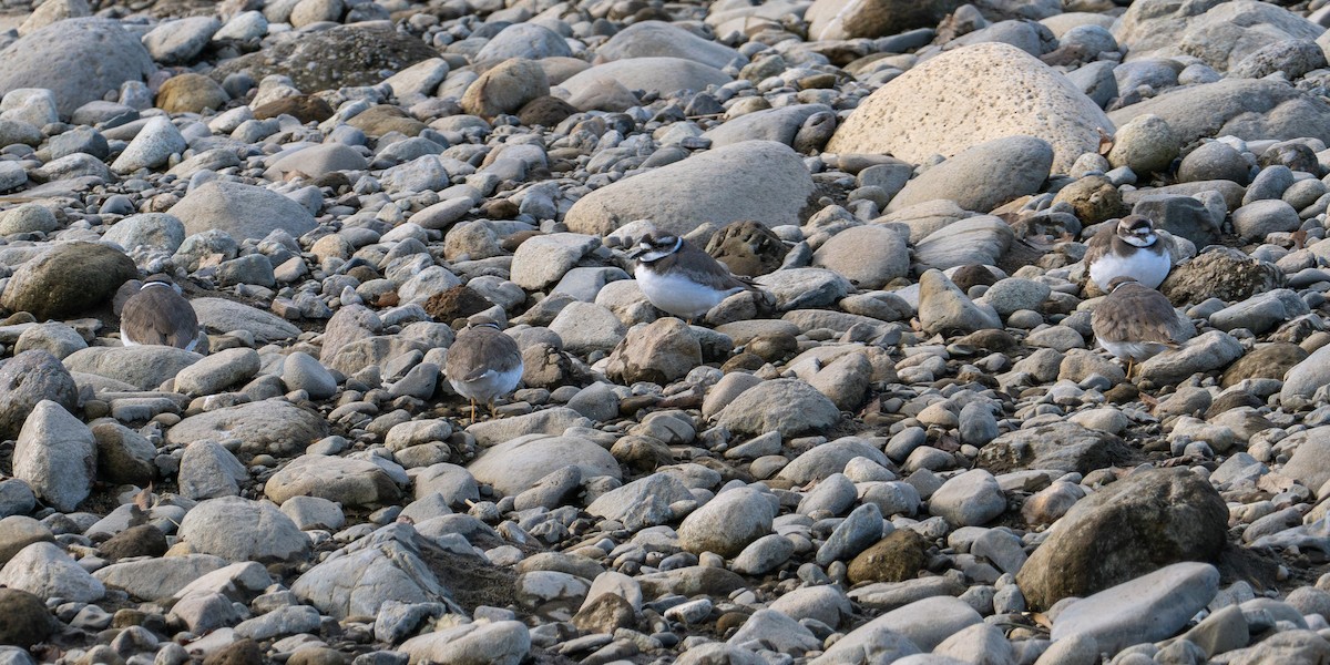 Long-billed Plover - ML647746105