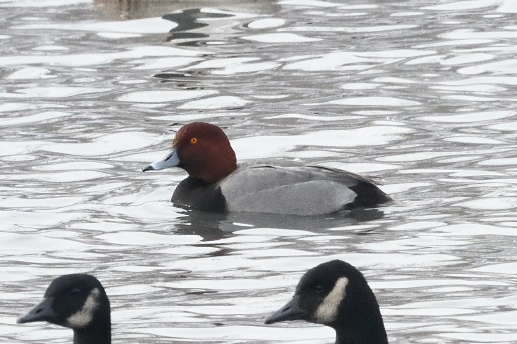 polák americký - ML647746130