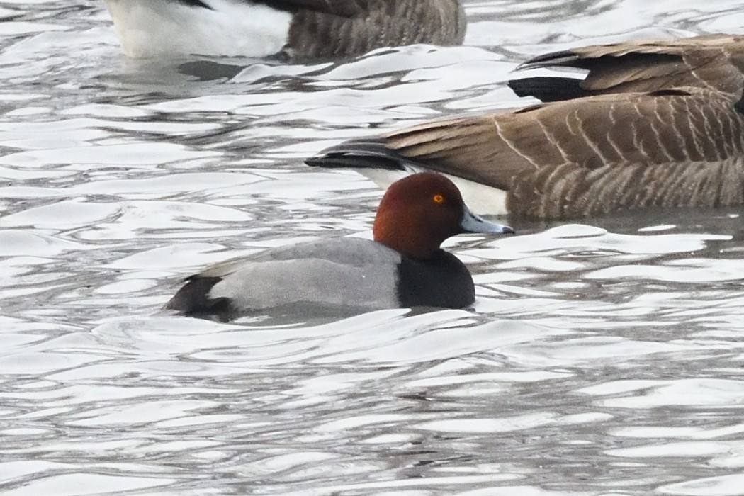 polák americký - ML647746133