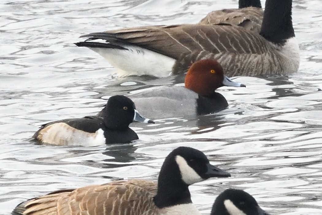 polák americký - ML647746134