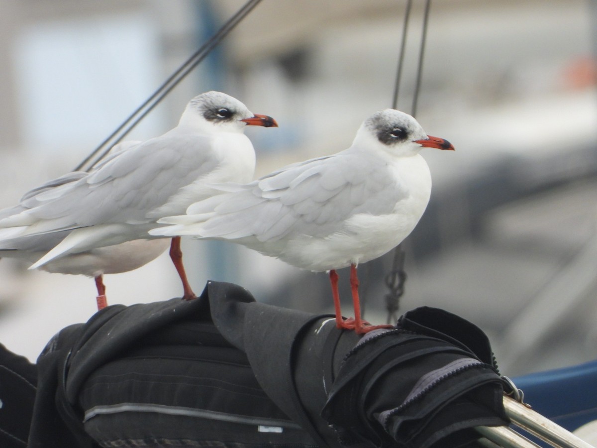 Mediterranean Gull - ML647746139