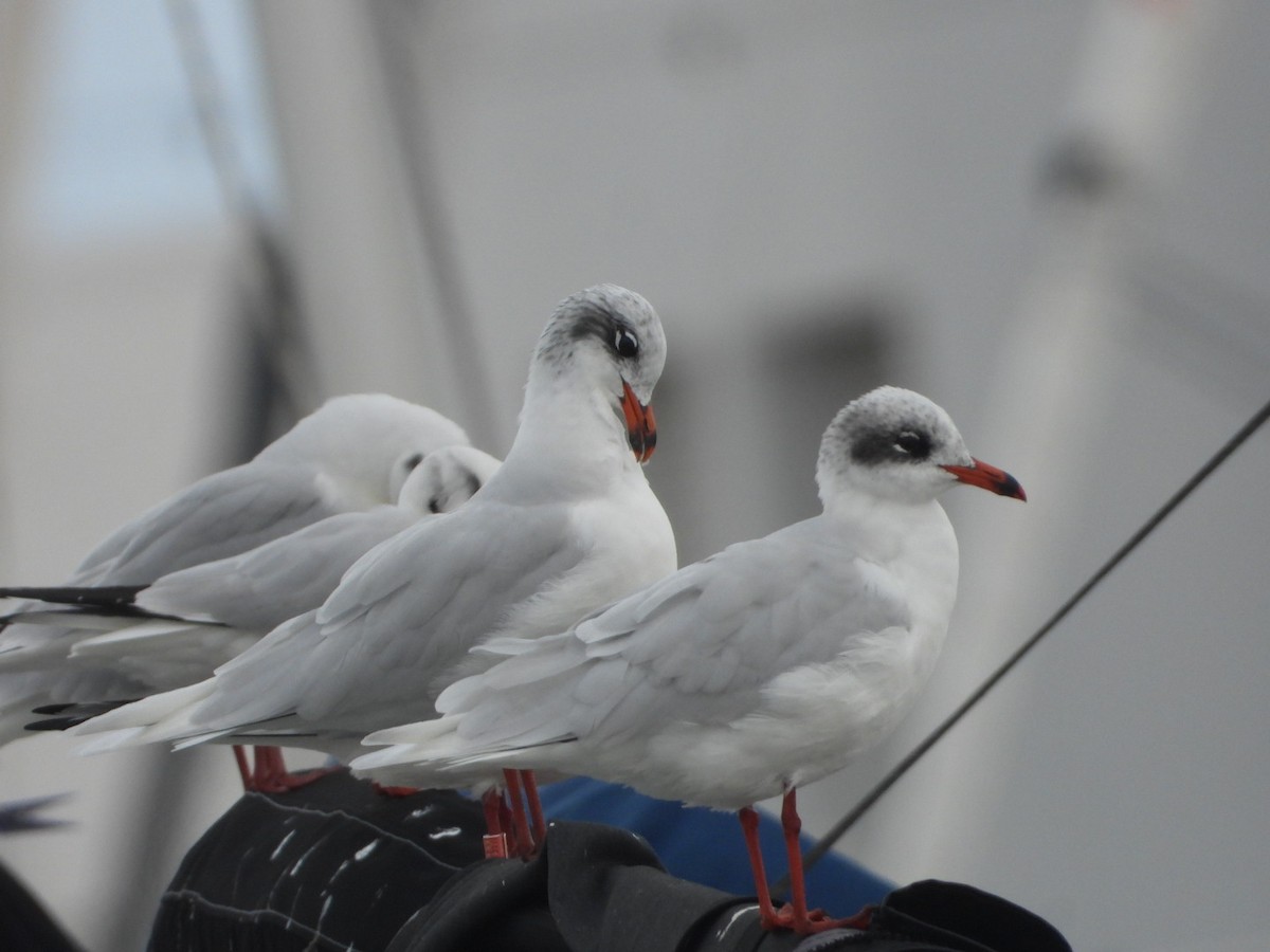 Mediterranean Gull - ML647746140