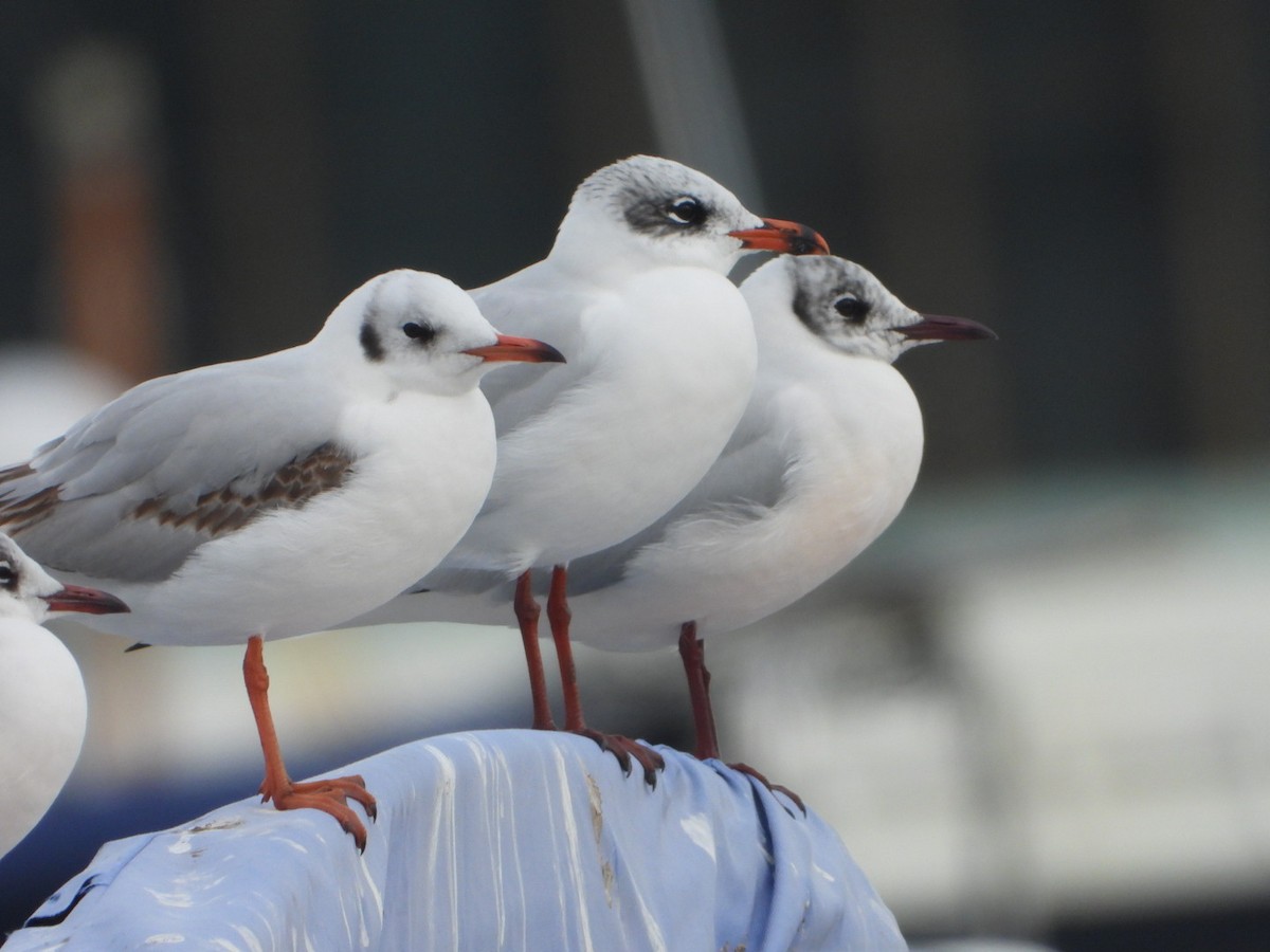 Mediterranean Gull - ML647746141
