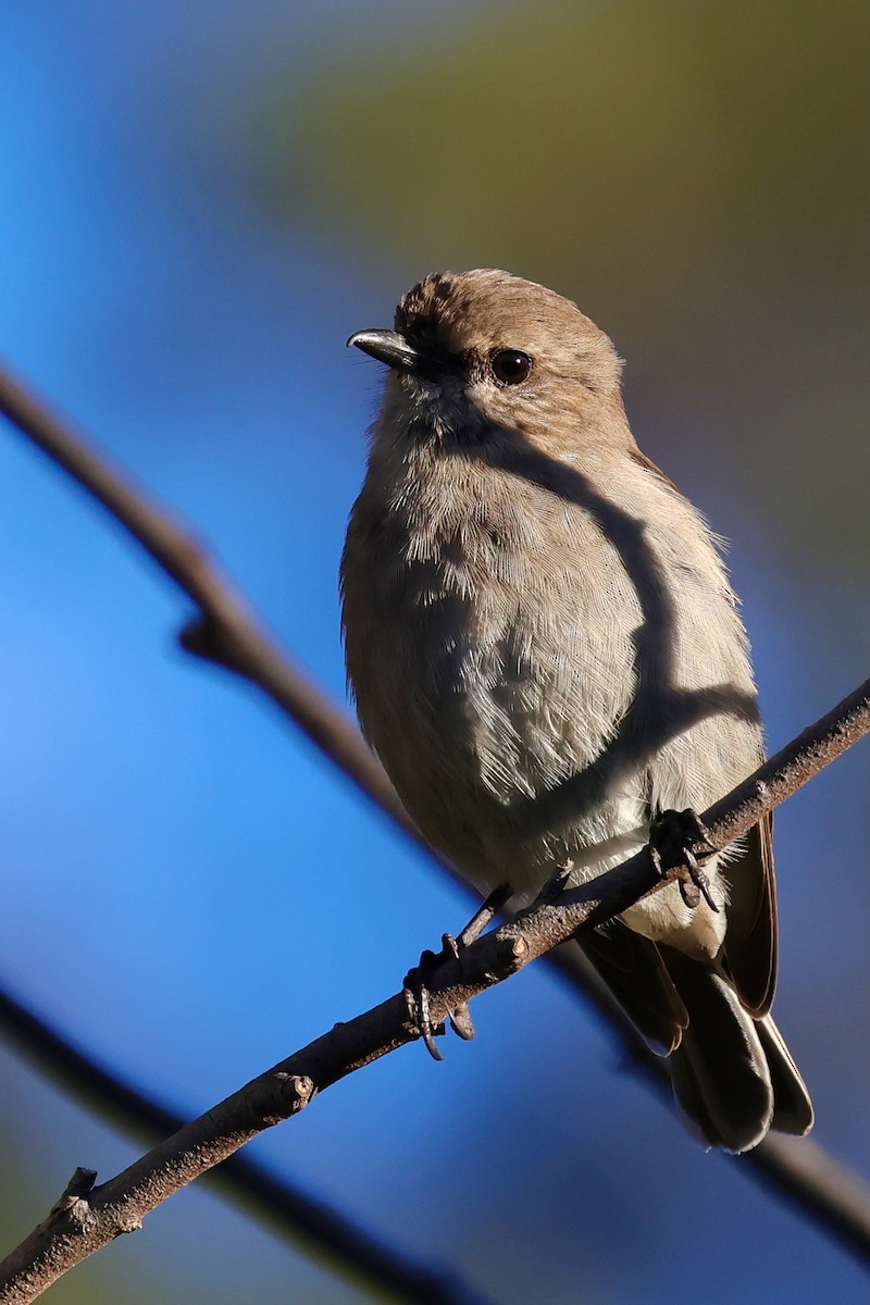 Королець брунатний - ML647746169