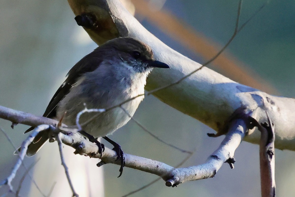 Королець брунатний - ML647746170