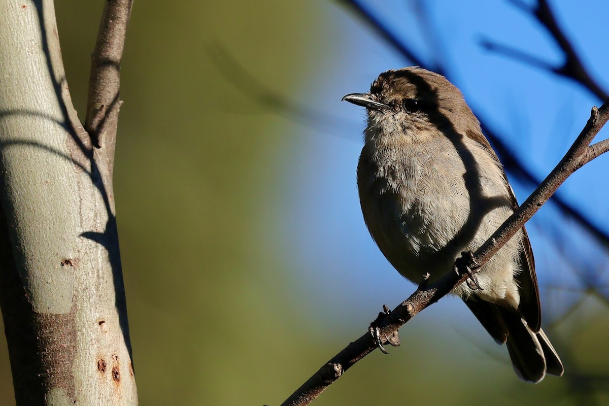 Королець брунатний - ML647746171