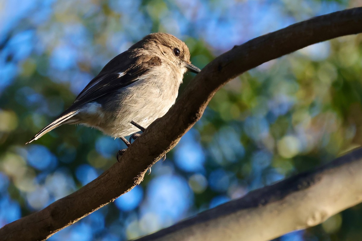 Королець брунатний - ML647746172