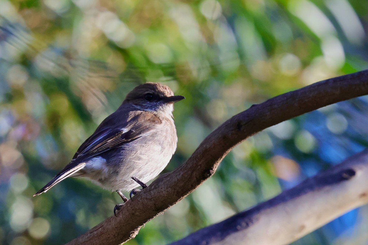 Королець брунатний - ML647746173