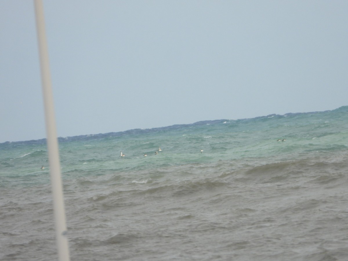 Balearic Shearwater - ML647746176