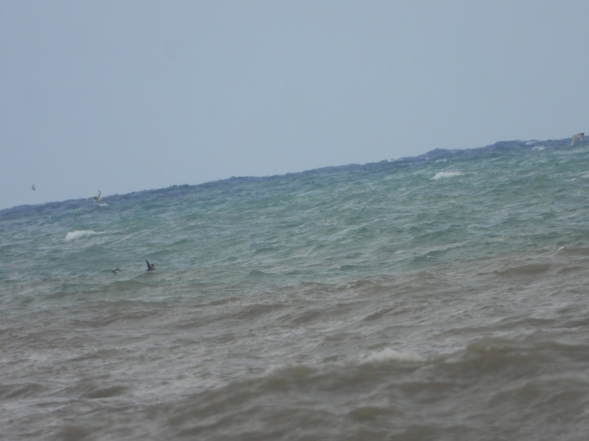 Balearic Shearwater - ML647746177