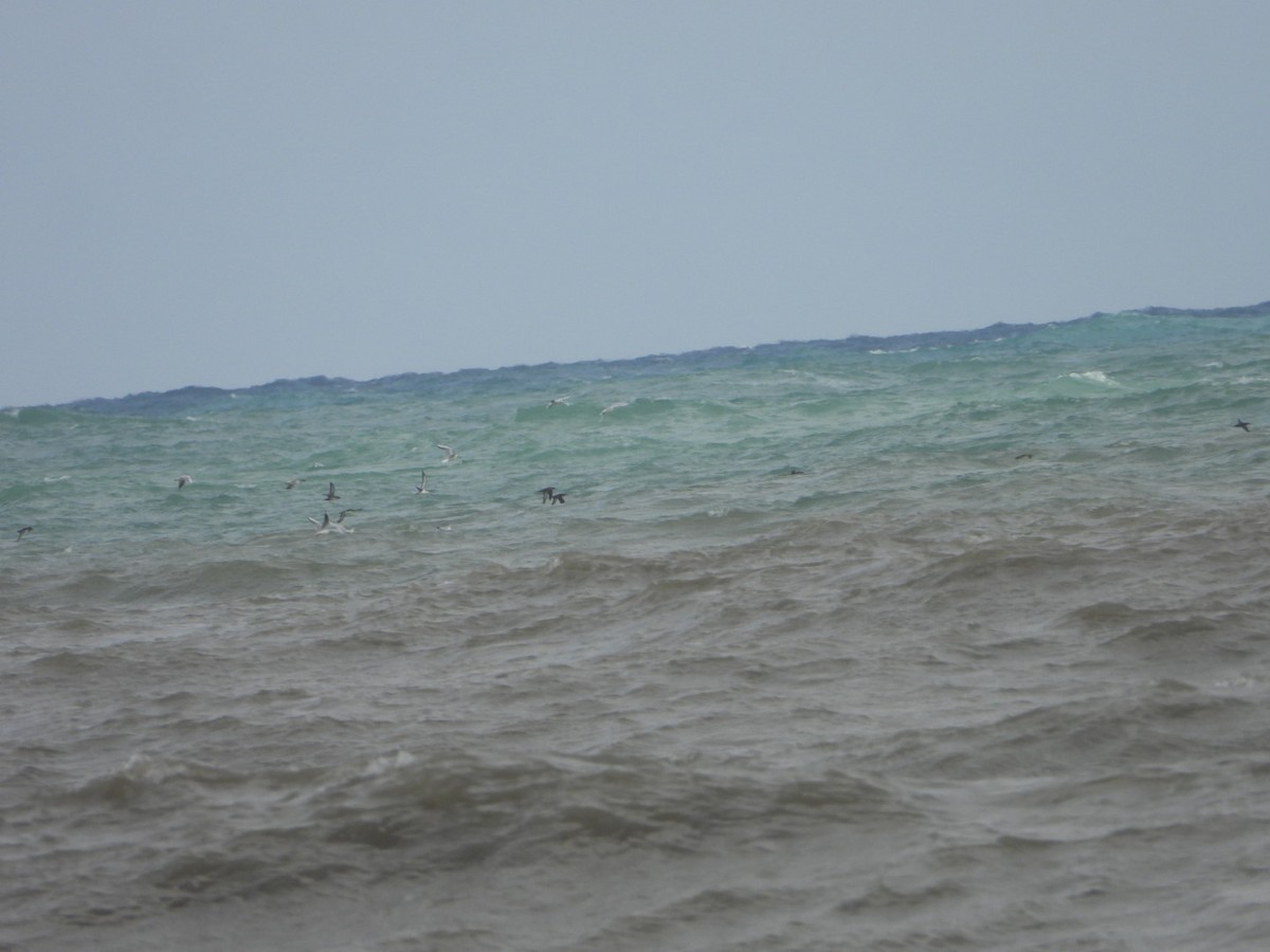 Balearic Shearwater - ML647746178