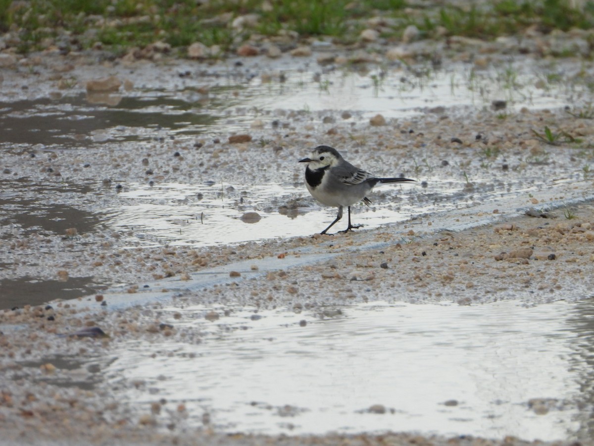 נחליאלי לבן - ML647746202