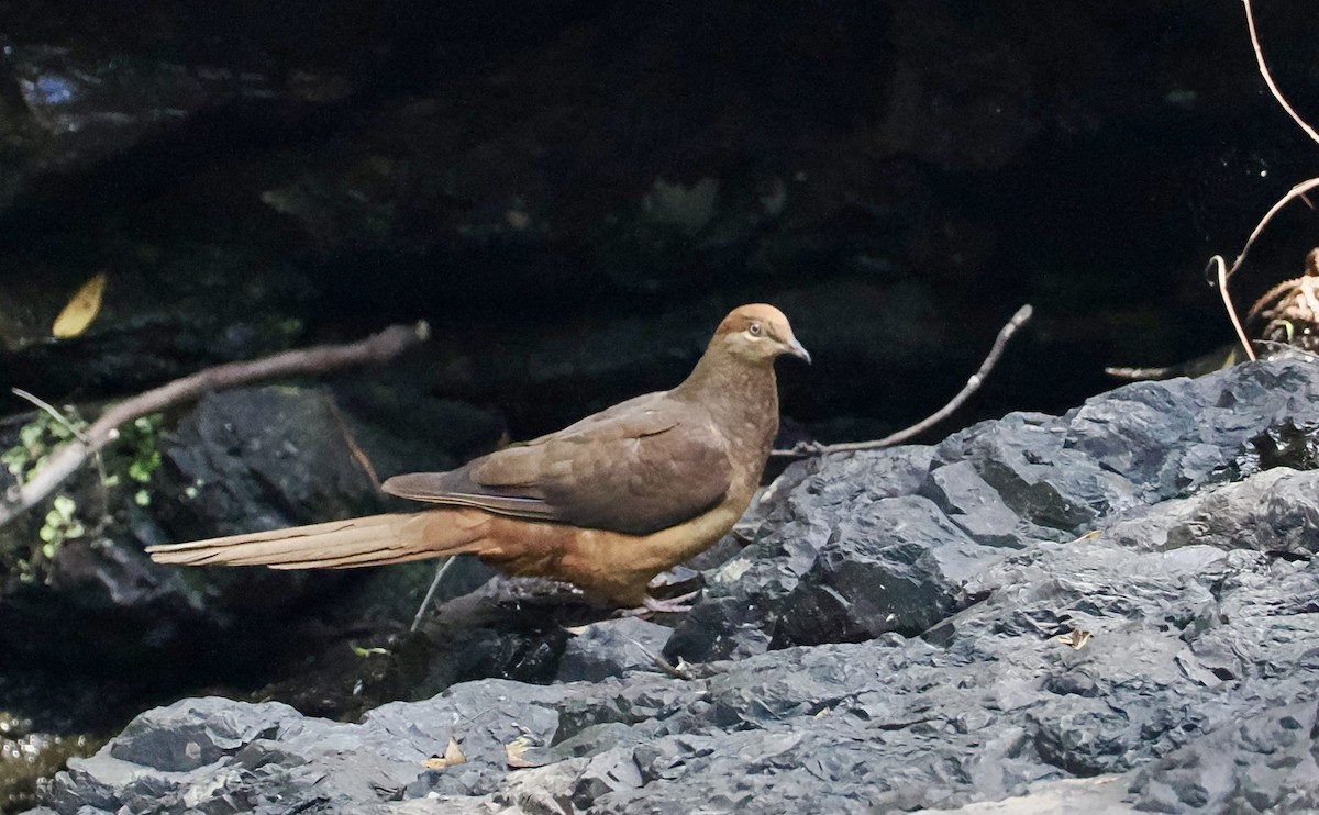 Maronentaube - ML647746203