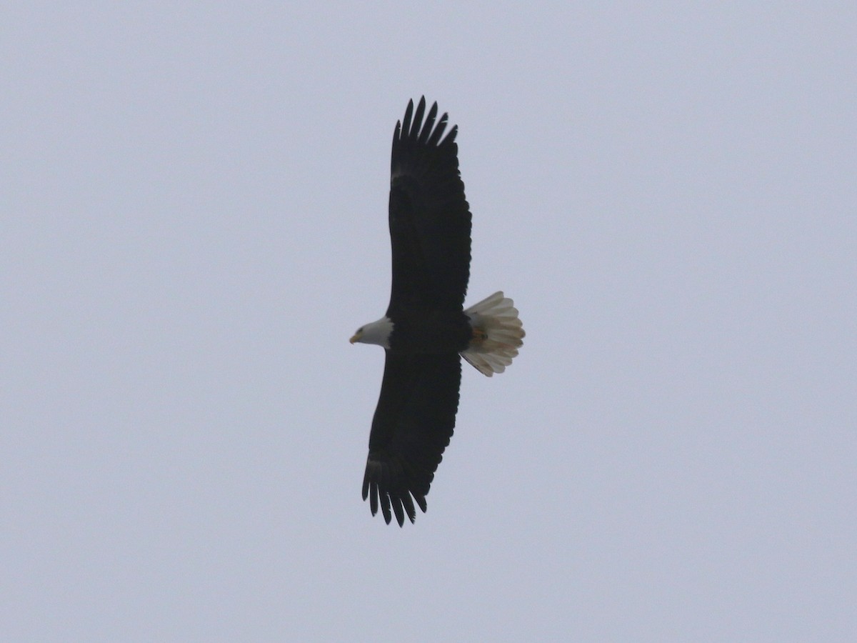 Bald Eagle - ML647746222