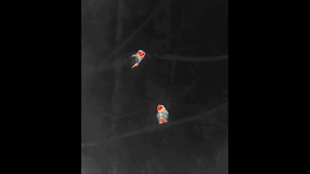 Himalayan Owl - ML647746271