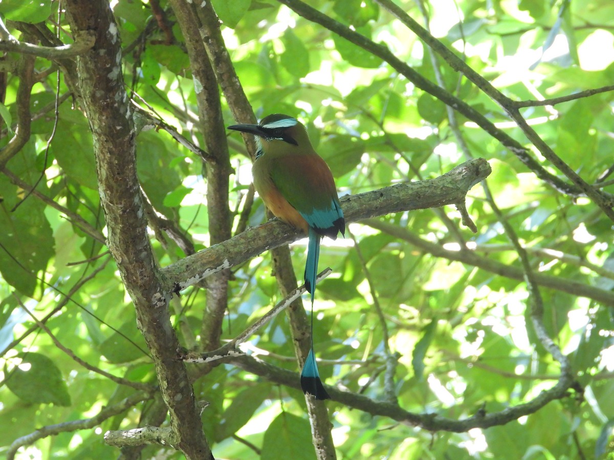 Момот рудочеревий - ML647746293