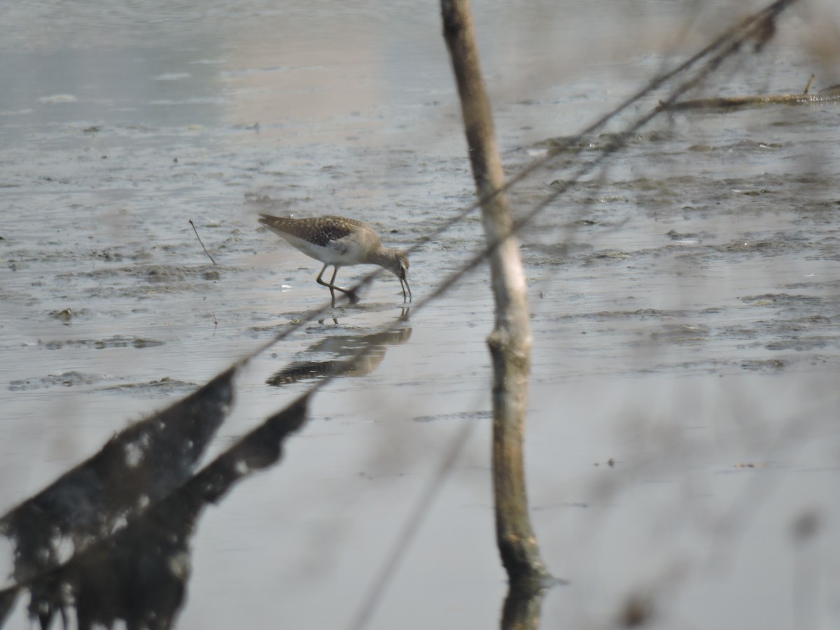 vodouš bahenní - ML647746297